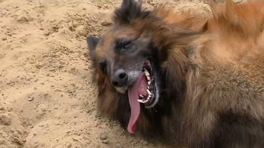 Pense-Bêtes : 1ère journée des animaux à Courcelles