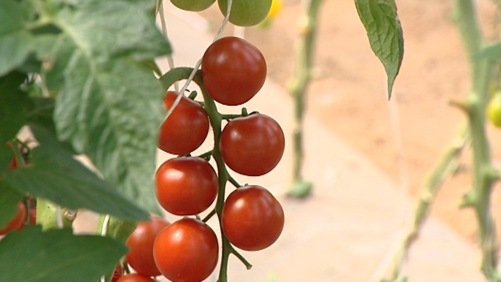 14081502 Fête de la tomate à la Ferme de la Vallée