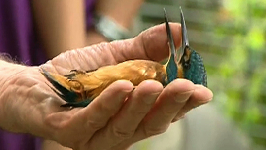 Pense-Bêtes : Festival de l'oiseau à Virelles