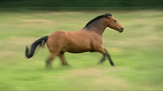 Pense-Bêtes : l'alimentation des chevaux