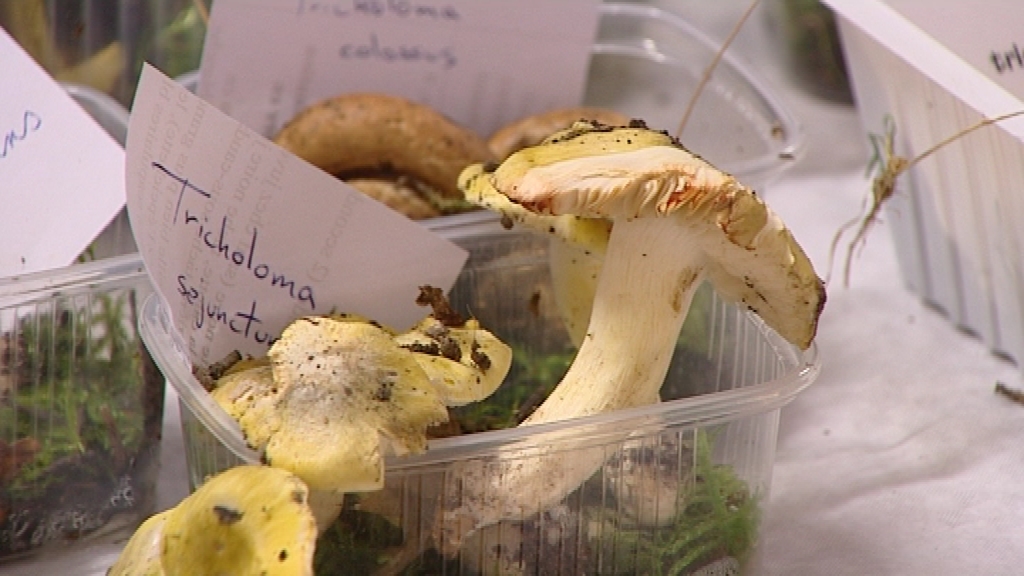 14101202 Journée découverte champignons à Sivry