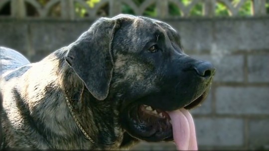 Pense-Bêtes : portrait du mastiff