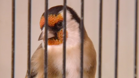 Un millier d'oiseaux à Fleurus !