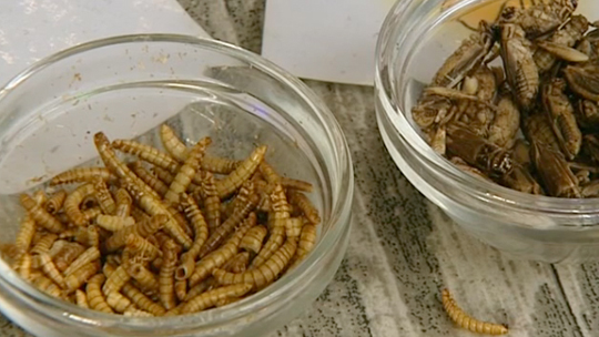 Envie de goûter des insectes ? Ca se passe au Salon des Arts Ménagers