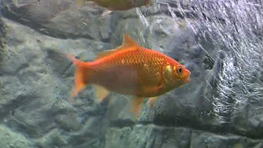 0 Expo pour aquariophiles à Erquelinnes