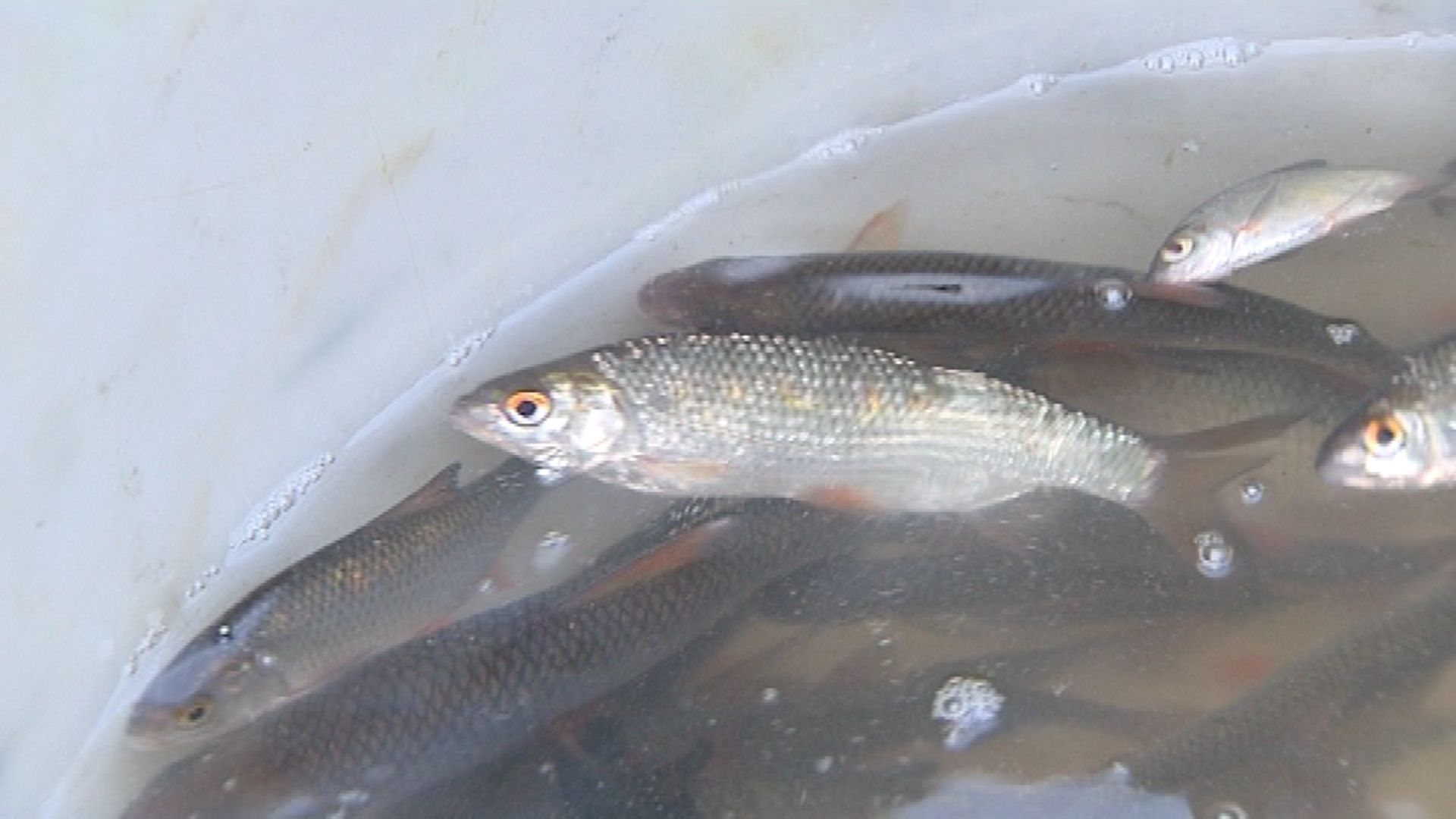 14121106 Plus de 1.100 kilos de poissons déversés à Roux !