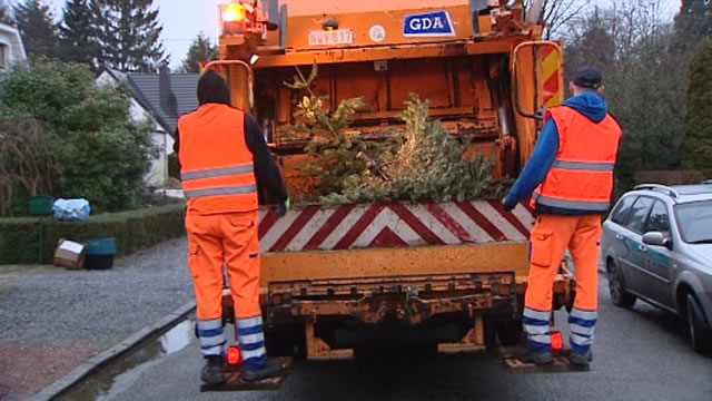 15010801 L'ICDI a commencé le ramassage des sapins