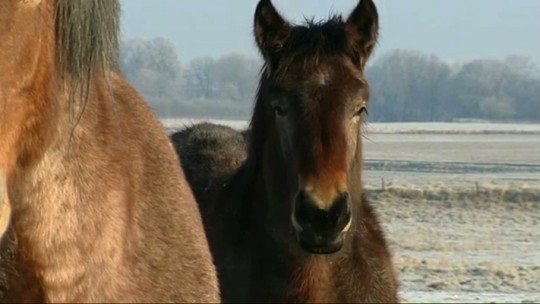 Pense-Bêtes : Les chevaux & le froid