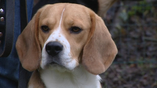 Pense-Bêtes : l'école canine de Floreffe