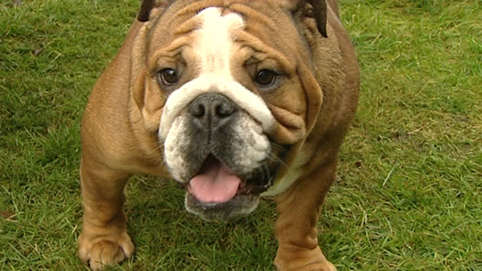 Pense-Bêtes :  portrait du bulldog anglais