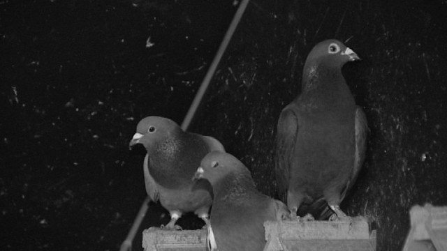 15022604 Fleurus lutte contre les pigeons