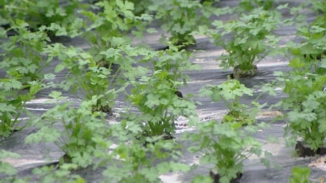 15032605 Quelles alternatives aux pesticides ?