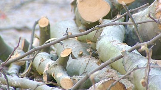 0 L'abattage des arbres boulevard Tirou : pas sans incidents !