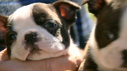 Pense-Bêtes : portrait du Boston Terrier