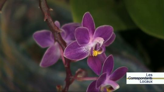 0 4ème bourse dâ??échange et vente dâ??orchidées à Montigny