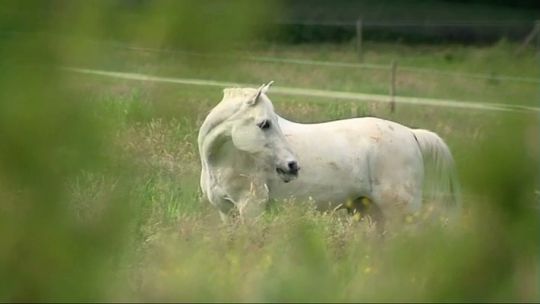 Pense-Bêtes : Bien choisir son cheval