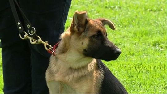 Pense-Bêtes : visite d'enfants au club Canin du Cazier