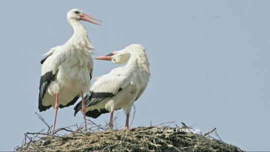 Exceptionnel : nidification de cigognes à Virelles