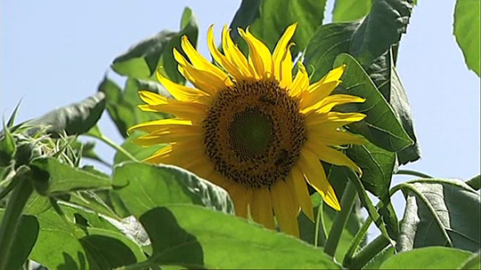 0 Des tournesols pour Mons 2015