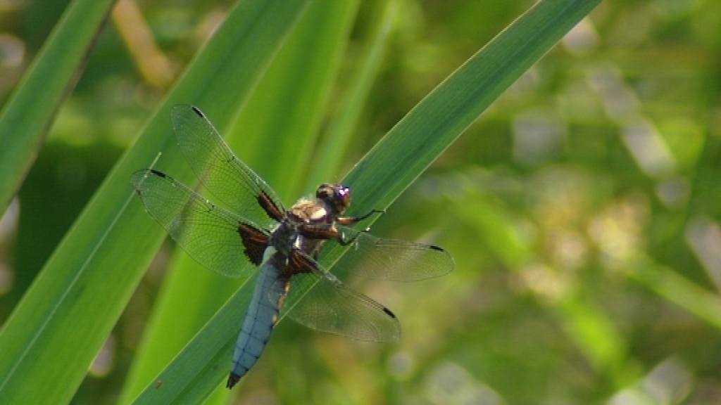 Pense-Bêtes : la biodiversité, un jardin de vie