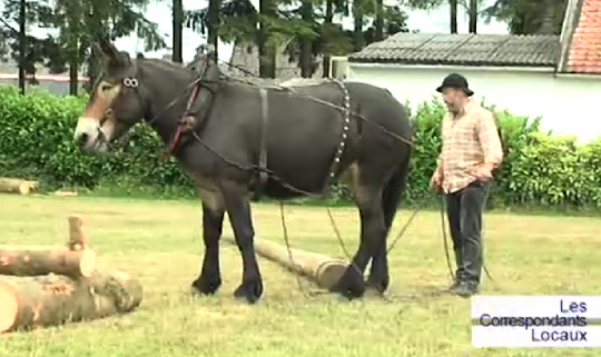 0 9ème fête du mouton et du cheval de trait à Sivry