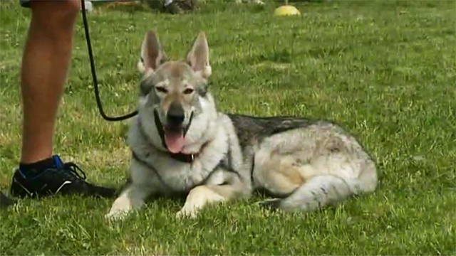 Pense-Bêtes: portrait du chien loup tchécoslovaque