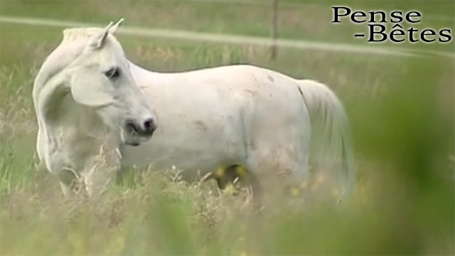 Pense-Bêtes : les coliques du cheval