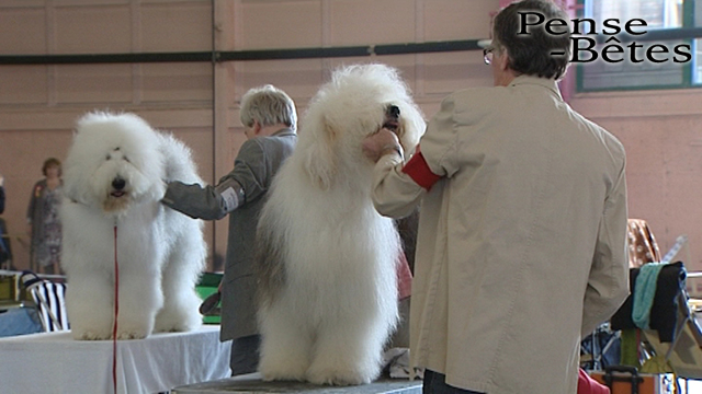 Pense-Bêtes : Wallonia Dog Show