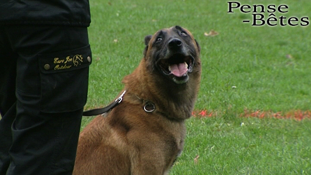 Pense-Bêtes : Concours d'éducation canine