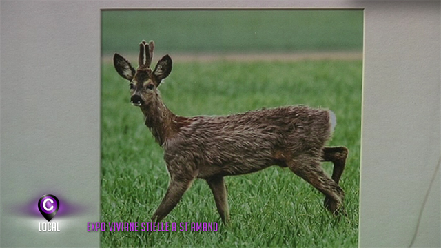 Toute la faune et la flore de St Amand