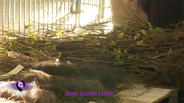 Journée de l'arbre à Seneffe