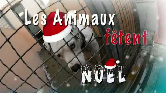 Les animaux fêtent Noël