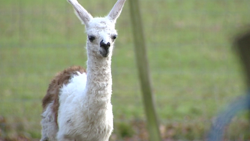 15122107 Miracle de Noël: un bébé lama à Seneffe
