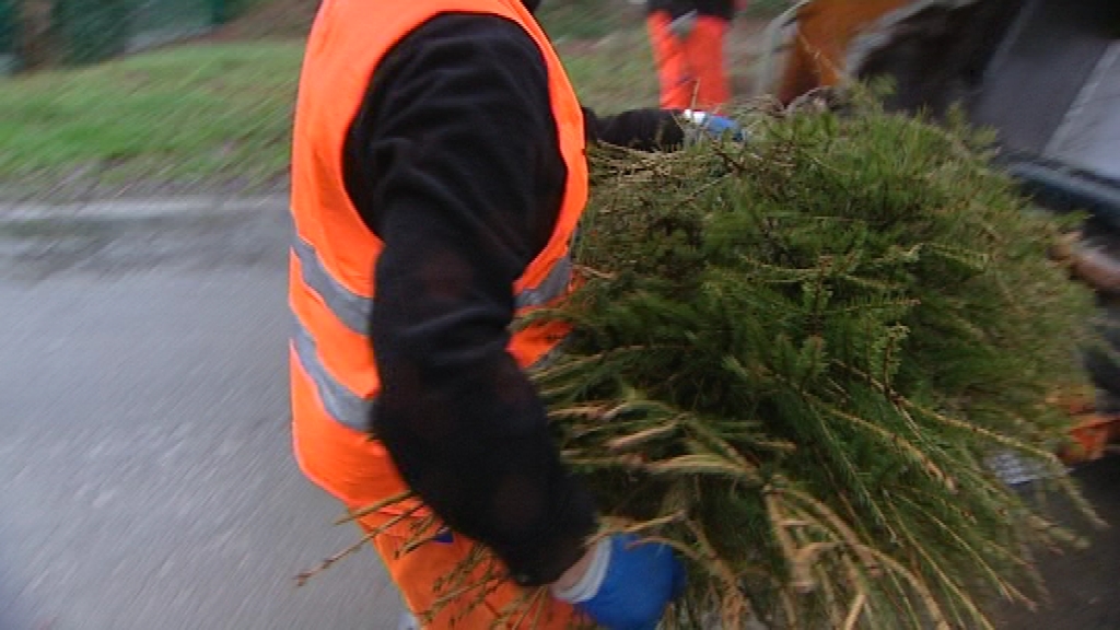 16010704 L'ICDI a débuté la collecte des sapins de Noël