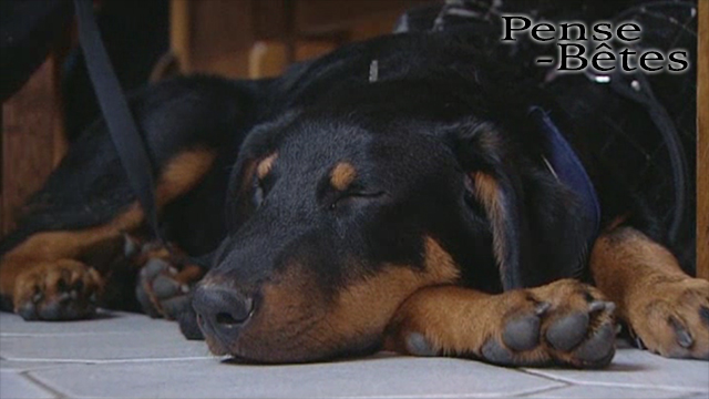 Pense-Bêtes : Portrait de race : le Beauceron