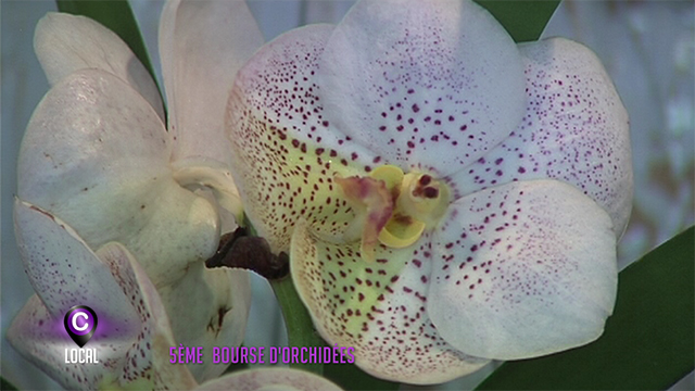 0 5ème bourse d'orchidées