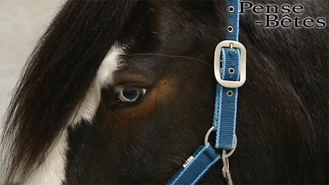 Pense-Bêtes : l'équitation éthologique