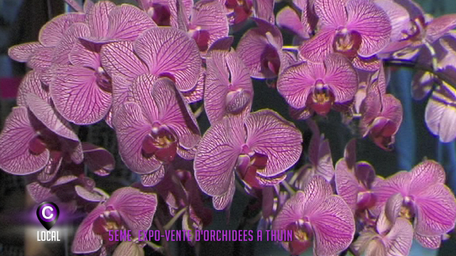 5ème exposition internationale d'orchidées à Thuin
