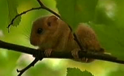 0 23/10/11 : les animaux de nos forêts