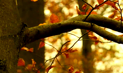 0 27/11/11 : Le rôle protecteur de la forêt
