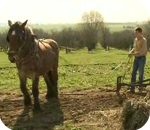 25/03/11 : Débardage forestier à Gerpinnes