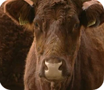 23/06/11 : Journées Fermes Ouvertes à la ferme d'Ostenne