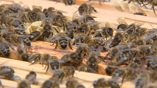 Chimay réputée au niveau européen pour la préservation de l'abeille noire