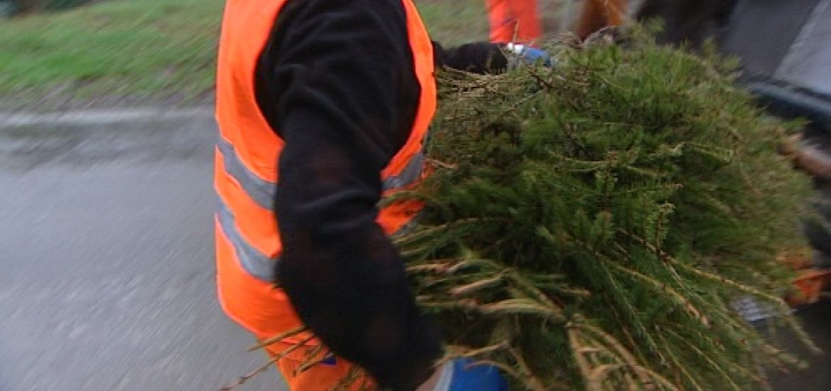 Erquelinnes: voici les dates de ramassage des sapins 