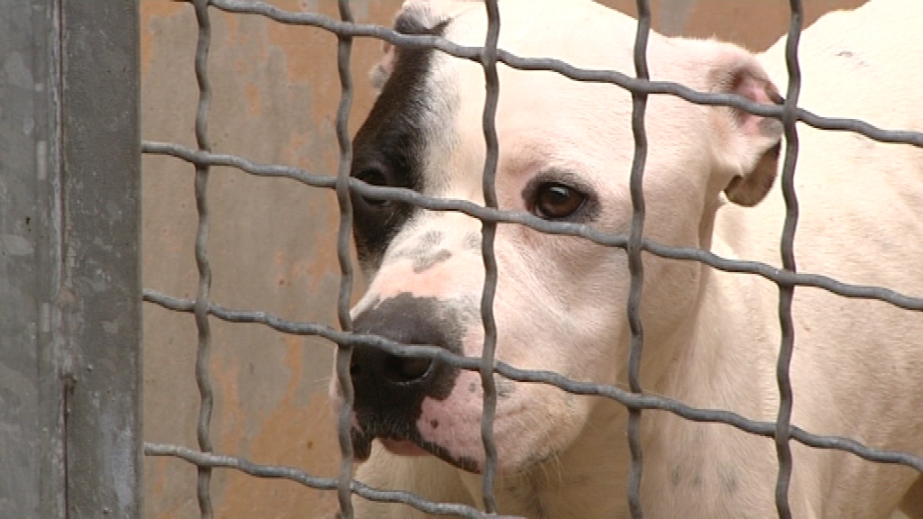 Courcelles: une prime à l’adoption pour un animal adopté en refuge  