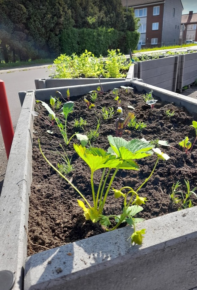 Châtelet : le projet « Incroyables comestibles » grandit  