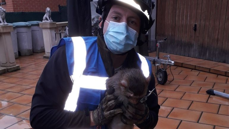 Après deux semaines de cavale sur les toits, le petit singe de Gilly a été capturé