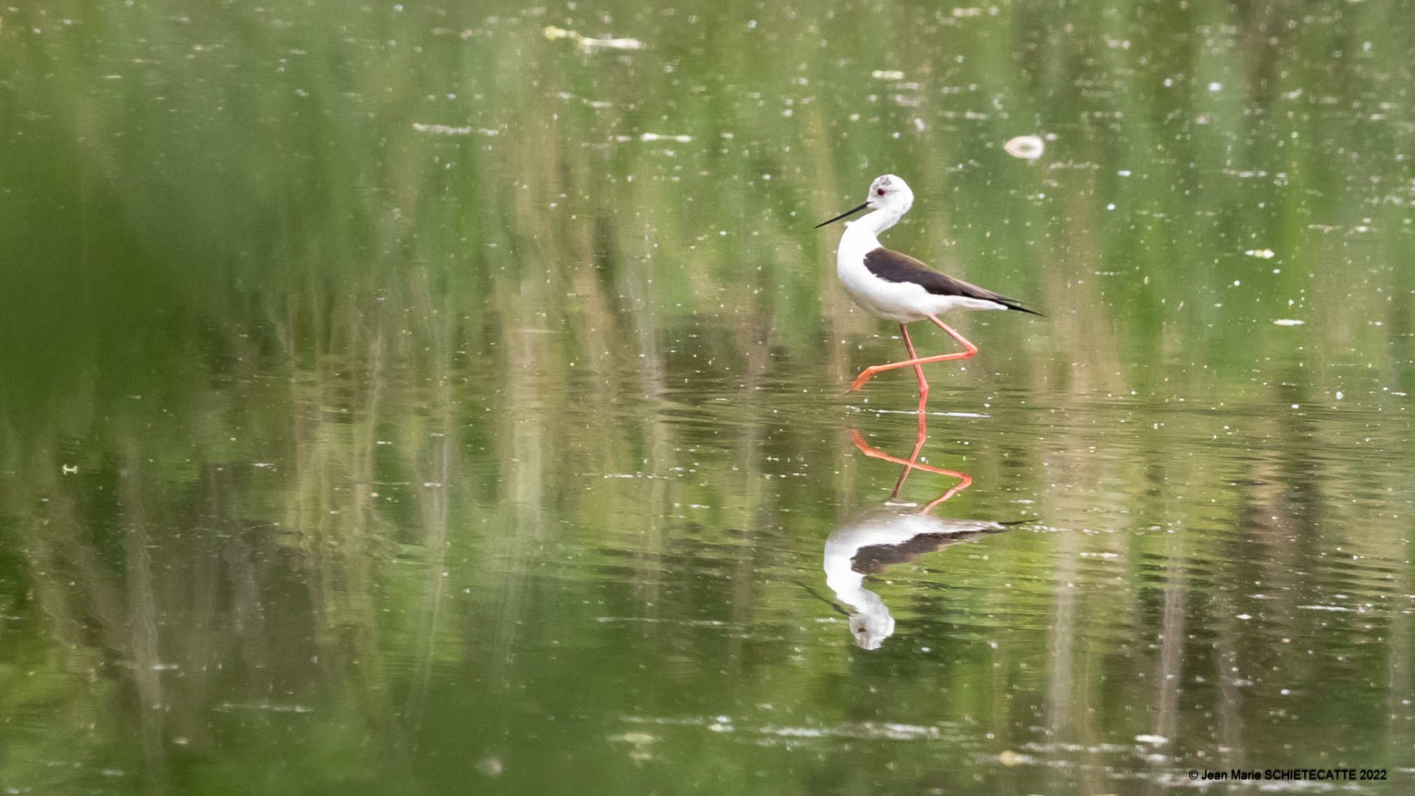 Virelles: naissance exceptionnelle à l’Aquascope ! 