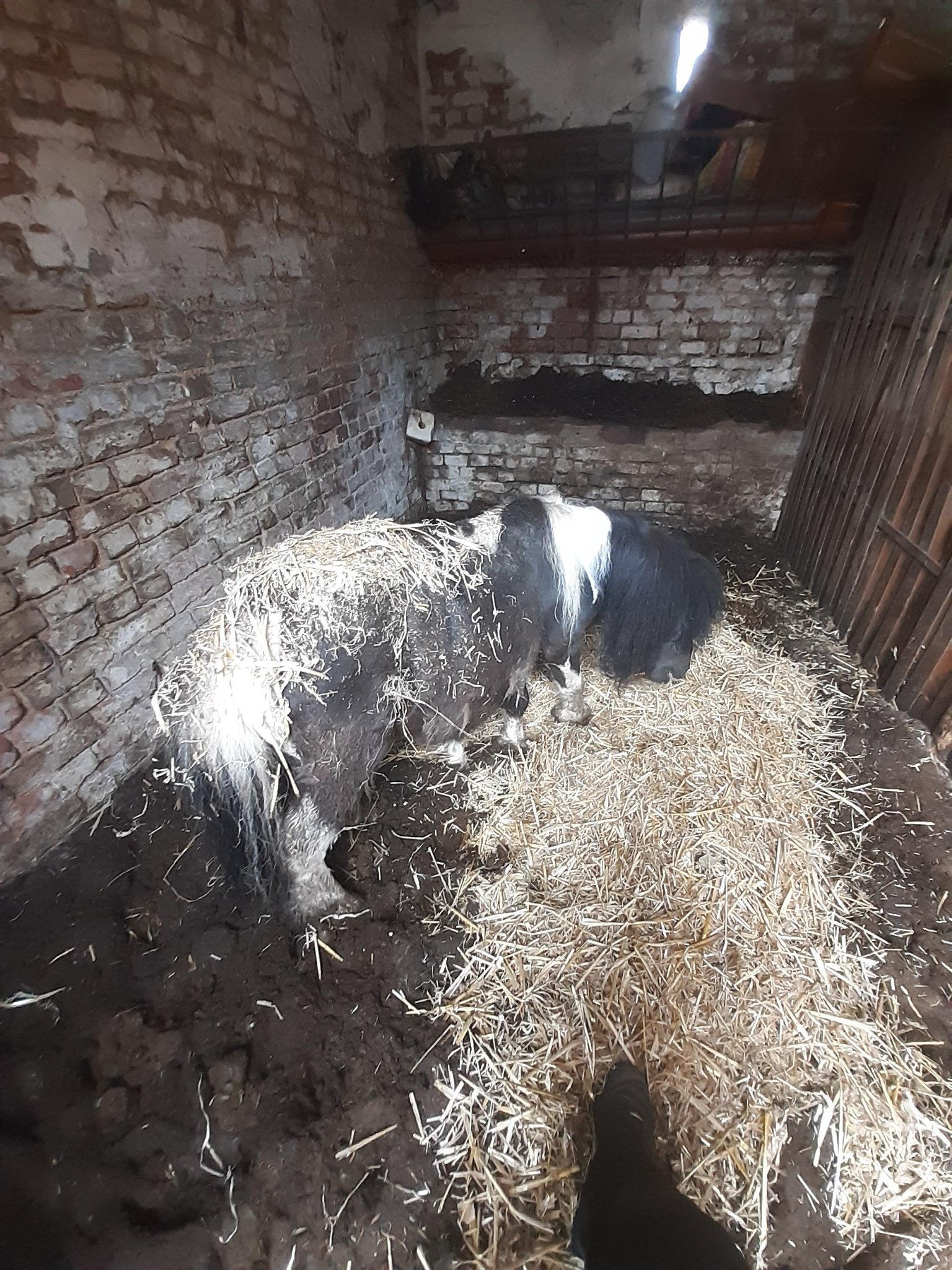 Maltraitance animale à Aiseau-Presles