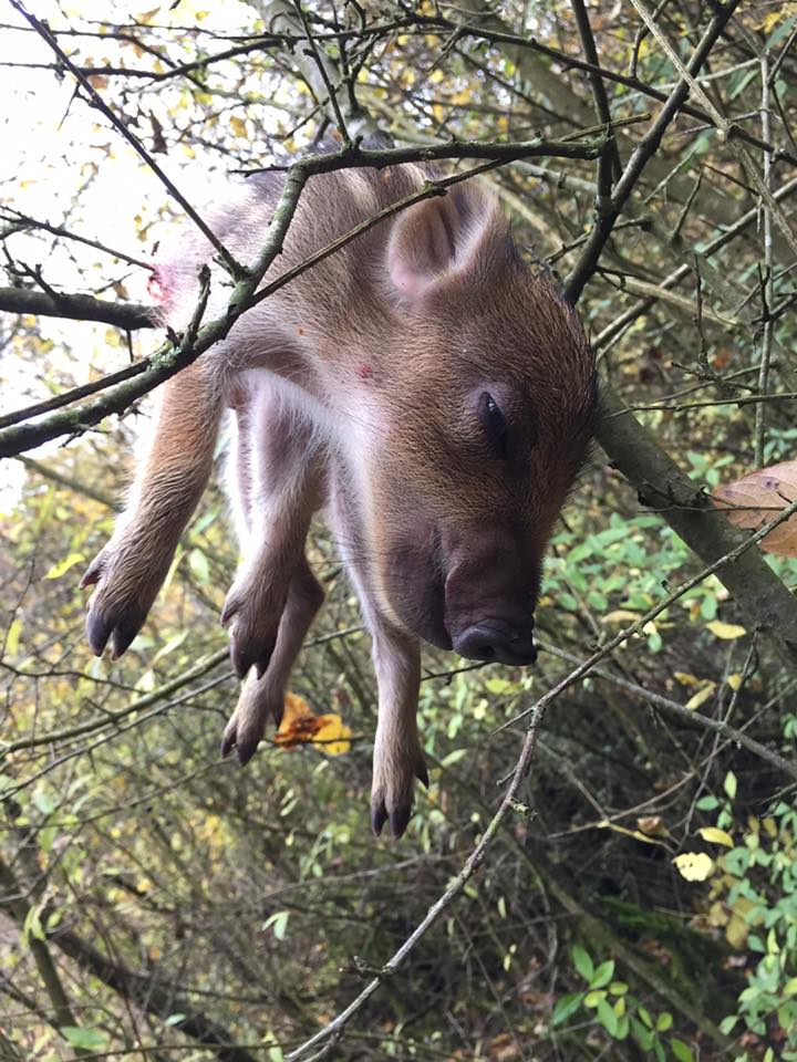 Bouffioulx: plusieurs bébés marcassins tués dans une réserve naturelle 